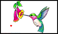How to Draw a Hummingbird