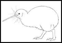 How to Draw a Kiwi Bird
