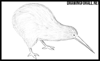 How to Draw a Kiwi Bird