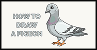How to Draw a Pigeon