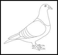 How to Draw a Pigeon