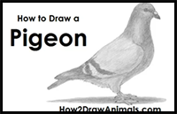 How to Draw a Pigeon