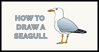 How to Draw a Seagull