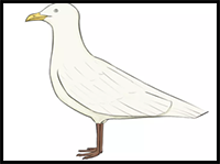 How to Draw a Seagull