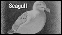 How to Draw a Seagull