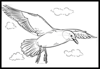 How to Draw a Seagull
