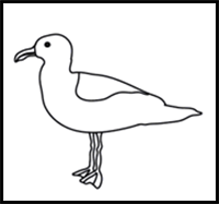 How to Draw a Seagull