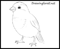 How to Draw a Sparrow Step by Step