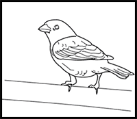 How to Draw a House Sparrow