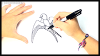 How to Draw a Swallow Step by Step