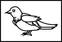 How to Draw a Barn Swallow