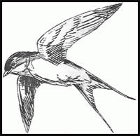 How to Draw a Swallow