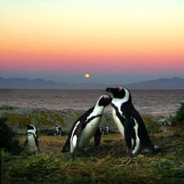 How
to draw penguins