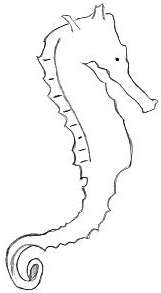 How to draw seahorse