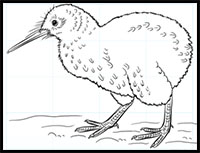 how to draw a kiwi bird