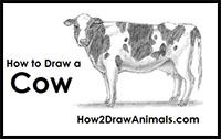 how to draw a cow