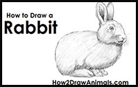 how to draw a rabbit