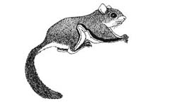 How to Draw Realistic Flying Squirrels : Illustration Tutorials