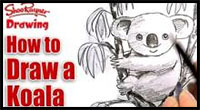 how to draw a koala
