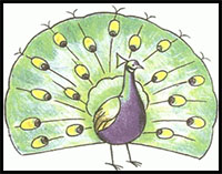 how to draw a peacock