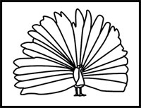 how to draw a peacock