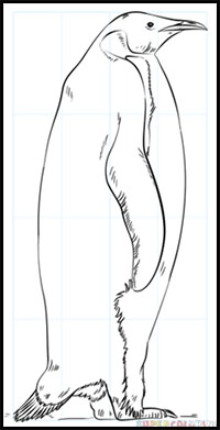 How to Draw an Emperor Penguin