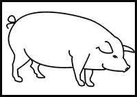 How to Draw a Pig