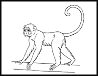 how to draw a monkey step by step