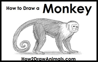 how to draw a monkey