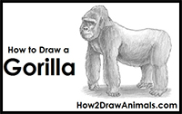 how to draw a gorilla