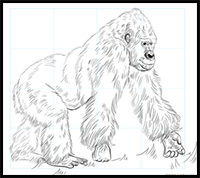 how to draw a gorilla