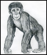 how to draw a monkey