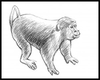 how to draw a monkey