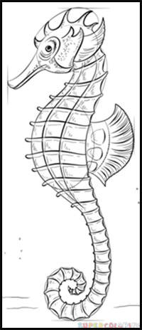 how to draw a realistic seahorse