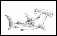 How to Draw a Hammerhead Shark