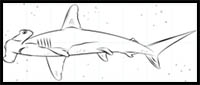 How to Draw a Hammerhead Shark