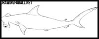 How to Draw a Hammerhead Shark