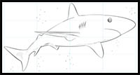 How to Draw a Caribbean Reef Shark