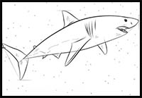 How to Draw a Great White Shark