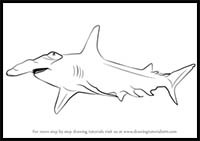 How to Draw a Hammerhead Shark