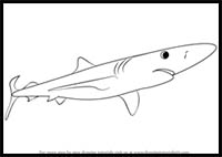 How to Draw a Blue Shark