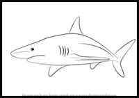 How to Draw a Blacktip Shark