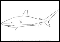 How to Draw a Bull Shark