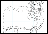 How to Draw a Sheep