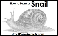 how to draw a snail
