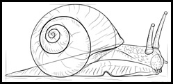 how to draw a snail