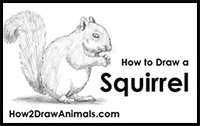 How to Draw a Squirrel