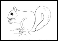 How to Draw a Squirrel