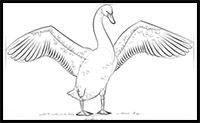 how to draw a mute swan