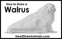 how to draw a walrus